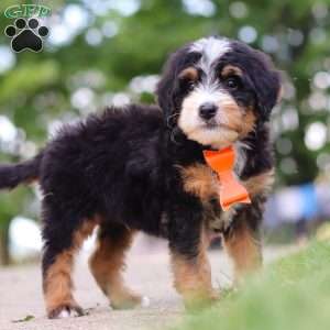 Major Tom, Mini Bernedoodle Puppy